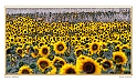 Umbrian Sunflowers